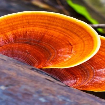 reishi